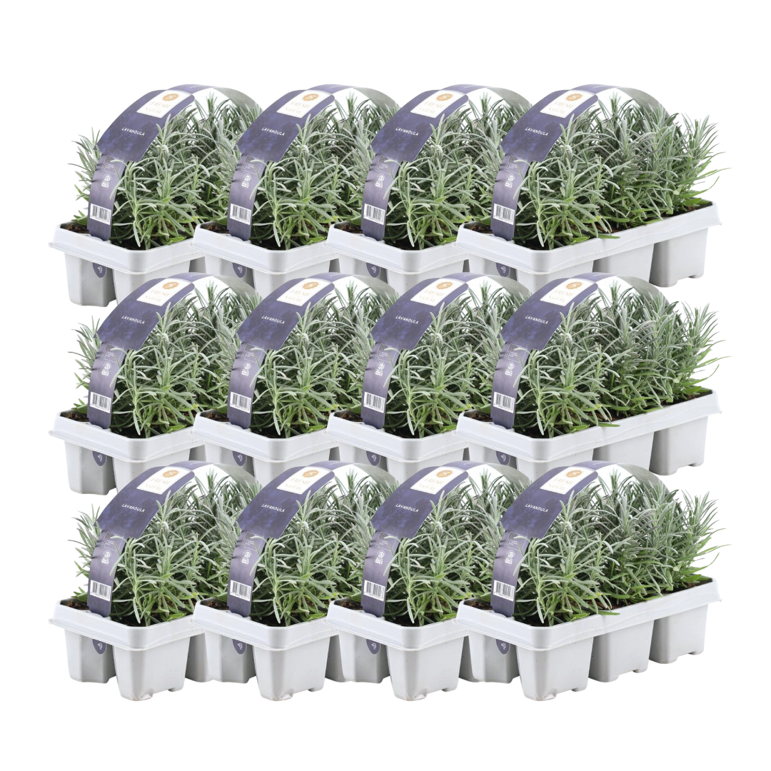 [NL: 12 x 6er set Lavendel angustifolia - 72 x Ø7 cm - ↕15 cm]