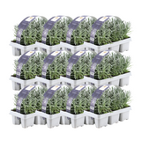[NL: 12 x 6er set Lavendel angustifolia - 72 x Ø7 cm - ↕15 cm]