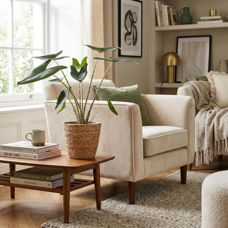 Green boutiQ - Zimmerpflanze - Elefantenohr - Alocasia Zebrina - Grün - Pflegeleicht - 1 Pflanze - mit Übertopf Grau - Topf 21 cm - Höhe 70 - 75cm
