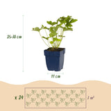 Groen boutiQ - Borderpakket - Schaduw - 24 Vaste planten - 3 m2 - Diversen kleuren - Weinig Onderhoud - Pot 11cm
