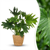 Green boutiQ - Zimmerpflanze - Philodendron - Philodendron Lickety Split - Grün - Pflegeleicht - 1 Pflanze - mit Korb - Topf 19cm - Höhe 70cm