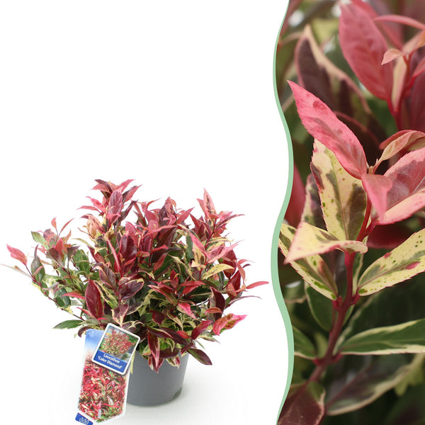 Leucothoé Colour Diamond - H 45 cm, pot Ø17 cm