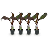 Bananier d'Abyssinie rouge Maurelii - Ensete ventricosum - 4 plants