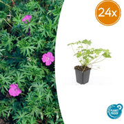 Géranium vivace Tiny Monster en godet - Geranium sanguineum hybride - H 10-25 cm, pot Ø9 cm - photo 8