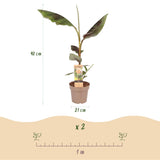 Bananier Ever Red - Musa - H 90 cm, pot Ø21 cm