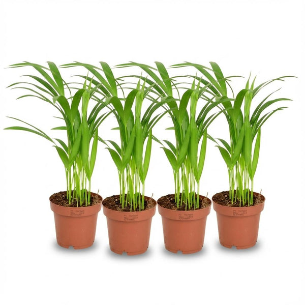4x Areca-Palme (Dypsis Lutescens) - Ø 12 cm - Höhe: 40 cm