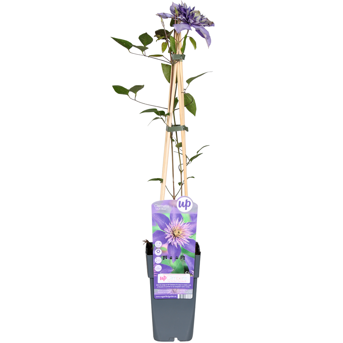 Clématite Multi Blue - Clématite bleue à fleurs doubles - H 65 cm, pot Ø15 cm