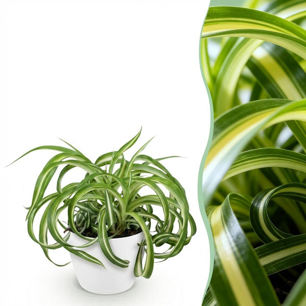 Green boutiQ - Zimmerpflanze - Chlorophytum comosum Bonnie - Krause Grünlilie - Tierfreundliche Pflanze - Grün - 1 Pflanze - mit Übertopf Weiß - Topf 12cm - Höhe 20cm
