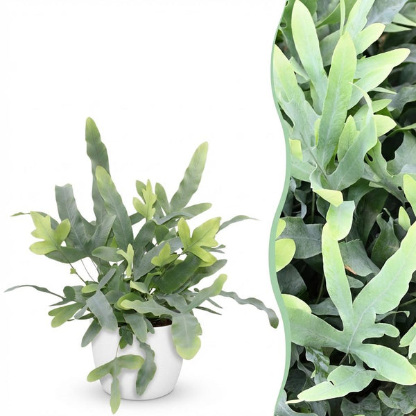 Green boutiQ - Zimmerpflanze - Phlebodium aureum Blue Star - Blauer Farn - Haustierfreundliche Pflanze - Blau - 1 Pflanze - mit Übertopf Weiß - Topf 12cm - Höhe 25cm