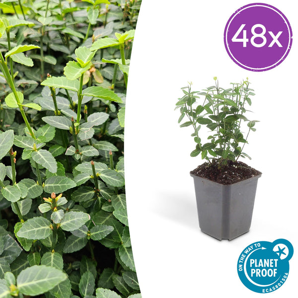Fusain rampant radicans en godet - Euonymus fortunei var. radicans - H 10-25 cm, pot Ø9 cm