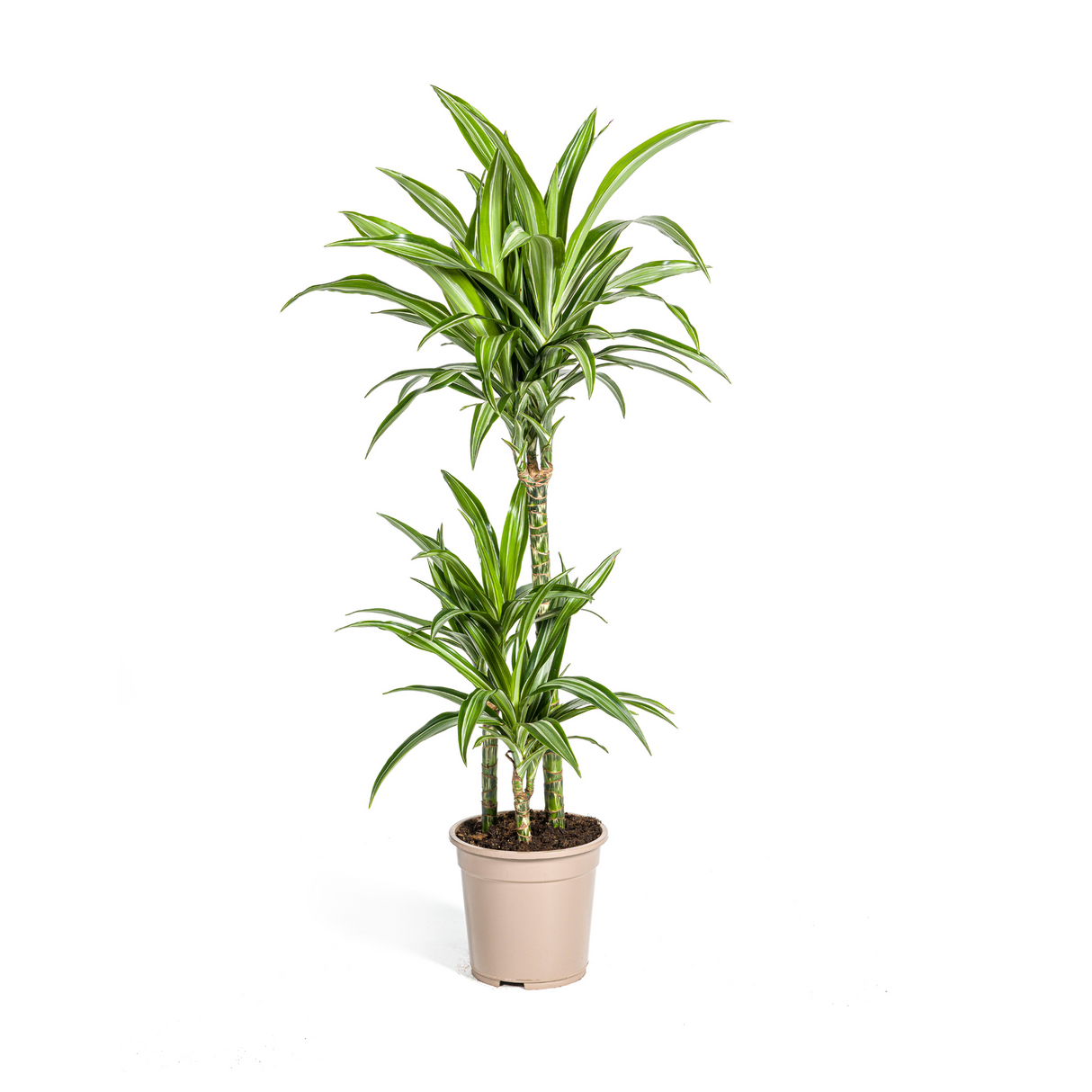 Dracaena White Stripe