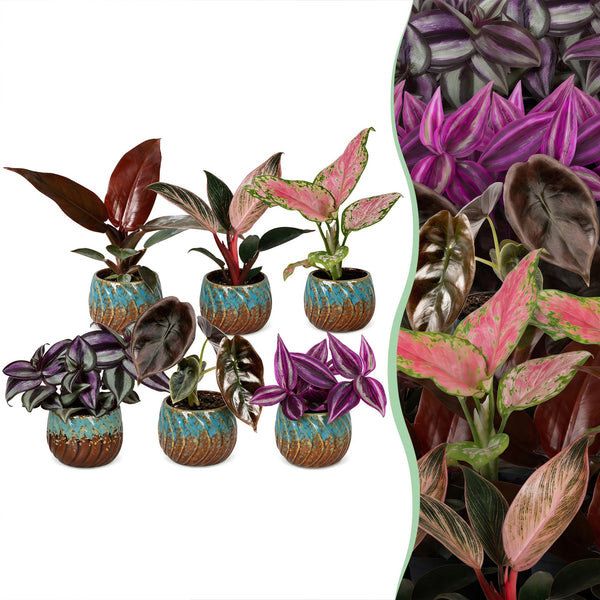 Baby Paradise avec cache-pots cuivre - Tradescantia, Philodendron et Aglaonema - lot de 3 ou 6 - pot Ø6 cm