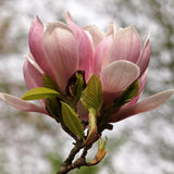 Green boutiQ - Sträucher - Magnolia Soulangiana - Blüten Hellrosa - 1 Pflanze - Laubabwerfend - Wenig Pflege - Topf 17cm Höhe 45cm