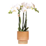Kolibri Orchids | Witte Amabilis Orchidee + Bold Cognac Übertopf – Topfgröße Ø9cm | blühende Zimmerpflanze – frisch vom Züchter