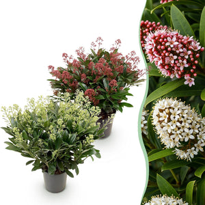 Skimmia japonica Duo – Lot de 2 – Pot 19 cm – Hauteur 60 cm