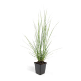 Pennisetum Hameln en godet - Herbe aux écouvillons - H 10-25 cm, pot Ø9 cm - photo 2