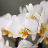 Orchidées Phalaenopsis blanches Blossom Lausanne - lot de 2 ou 4 - pot Ø9 cm