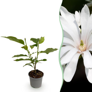 Magnolia stellata Royal Star – Pot 12 cm – Hauteur 30 cm