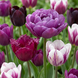 Tulipe Blueberry en mélange, grand lot - 140 bulbes
