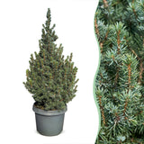 Épicéa bleu nain Sander's Blue - Picea glauca - H 60 cm, pot Ø23 cm