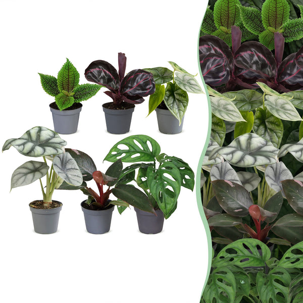 Baby Jungle - Alocasia, Calathea et Monstera - lot de 3 ou 6 - pot Ø6 cm