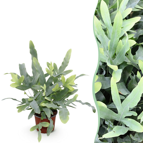 Green boutiQ - Zimmerpflanze - Phlebodium aureum Blue Star - Blauer Farn - Haustierfreundliche Pflanze - Blau - 1 Pflanze - Topf 12cm - Höhe 25cm