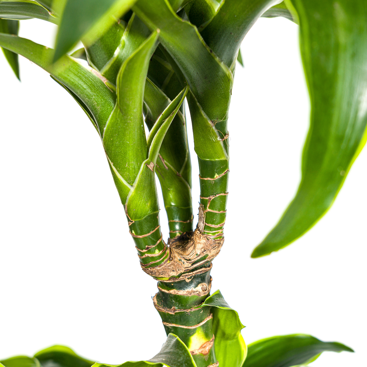 Dracaena Dorado