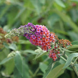 Groen boutiQ - Vlinderstruik - Buddleja davidii Flower Power - Bloem Oranje Paars - 1 Plant - Bladverliezend - Vlinderlokkend -  Pot 17cm Hoogte 30cm