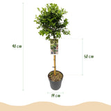 Fusain Harlequin sur tige - Euonymus fortunei - H 90 cm, pot Ø19 cm