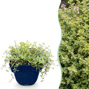 Thym citron Sambesi