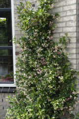 Jasmin étoilé Star of Ibiza rose - Trachelospermum - H 65 cm, pot Ø15 cm