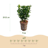Kit haie Fusain du Japon Green Spire - H 20-25 cm, pot Ø9 cm