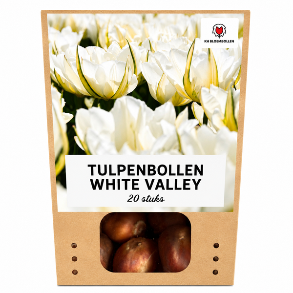 Tulipe White Valley - tulipe blanche - lot de 20 bulbes calibre 11/12