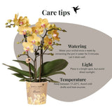Orchidée Phalaenopsis jaune Blossom Lima avec cache-pot Melody crème