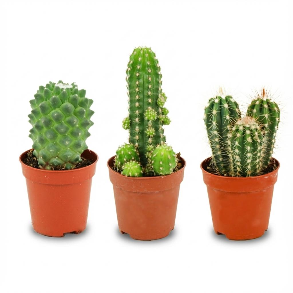 Mini-Kakteen-Set – 3 Stück – Ø 5,5 cm – Höhe: 5-10 cm