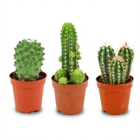 Mini-Kakteen-Set – 3 Stück – Ø 5,5 cm – Höhe: 5-10 cm