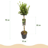 Groen boutiQ - Tuinplant - Euonymus fortunei Emerald Gaiety - Plant op stam - Terras Plant - Bladhoudend - Weinig Onderhoud - Pot 19cm Hoogte 90cm
