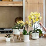 Orchidée Phalaenopsis jaune Blossom Lima avec cache-pot Melody crème