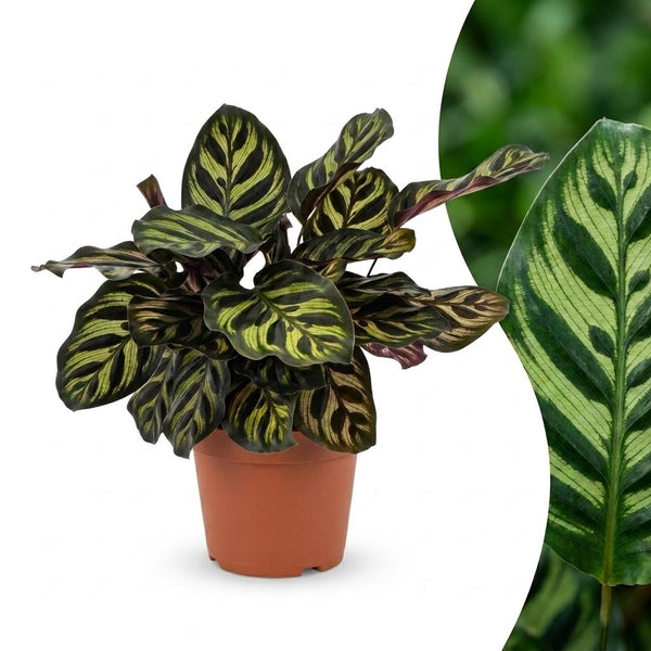 Calathea makoyana - Plante paon - 1 plante - Sans cache-pot