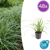 Laîche du Japon Ice Dance en godet - Carex morrowii - H 10-25 cm, pot Ø9 cm