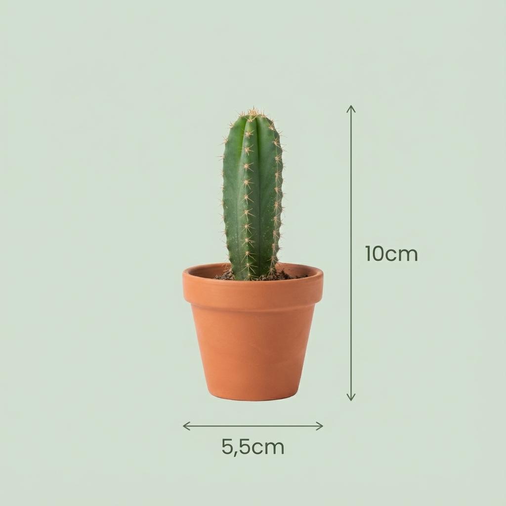 Mini-Kakteen-Set – 3 Stück – Ø 5,5 cm – Höhe: 5-10 cm