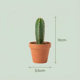 Mini-Kakteen-Set – 3 Stück – Ø 5,5 cm – Höhe: 5-10 cm