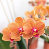 Kolibri Orchids | Orange Phalaenopsis Orchidee - Mineral Bolzano - Topfgröße Ø9cm | blühende Zimmerpflanze - frisch vom Züchter