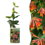 Chèvrefeuille Dropmore Scarlet - Lonicera × brownii - H 35 cm, pot Ø9 cm - photo 7