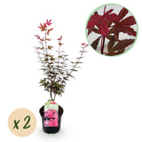 Groen boutiQ - Terrasplant - Japanse Esdoorn - Acer palmatum Skeetsers Broom - Paars - 2 Planten - Bladverliezend - Pot 19cm Hoogte 70cm