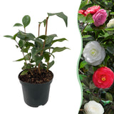 Camélia du Japon Tricolor - Camellia japonica