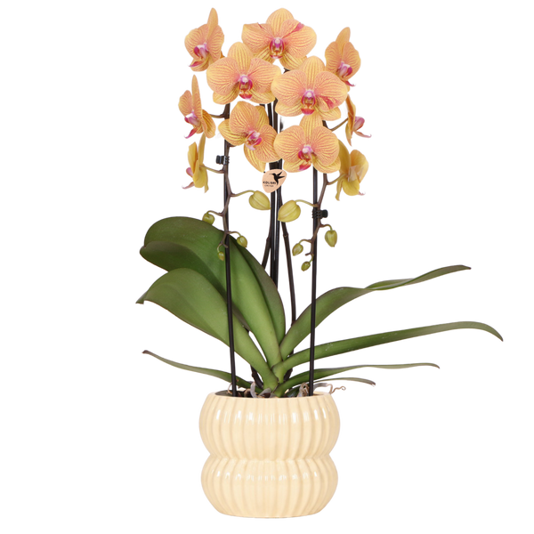 Orchidée Phalaenopsis orange et rose Niagara Fall Sunny Bunny avec cache-pot Horizon jaune