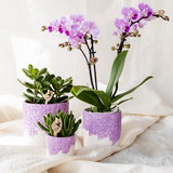 Orchidée Phalaenopsis violette Mineral Vienna avec cache-pot Bloom lilas