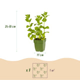 Groen boutiQ - Borderpakket - Thee kruiden - 8 Vaste planten - 1 m2 - Diversen kleuren - Weinig Onderhoud - Pot 11cm