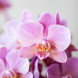 Orchidée Phalaenopsis vieux rose Mineral Treviso avec cache-pot Diabolo vert à réserve d'eau - H 45 cm, pot Ø9 cm